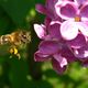 Biene und Flieder