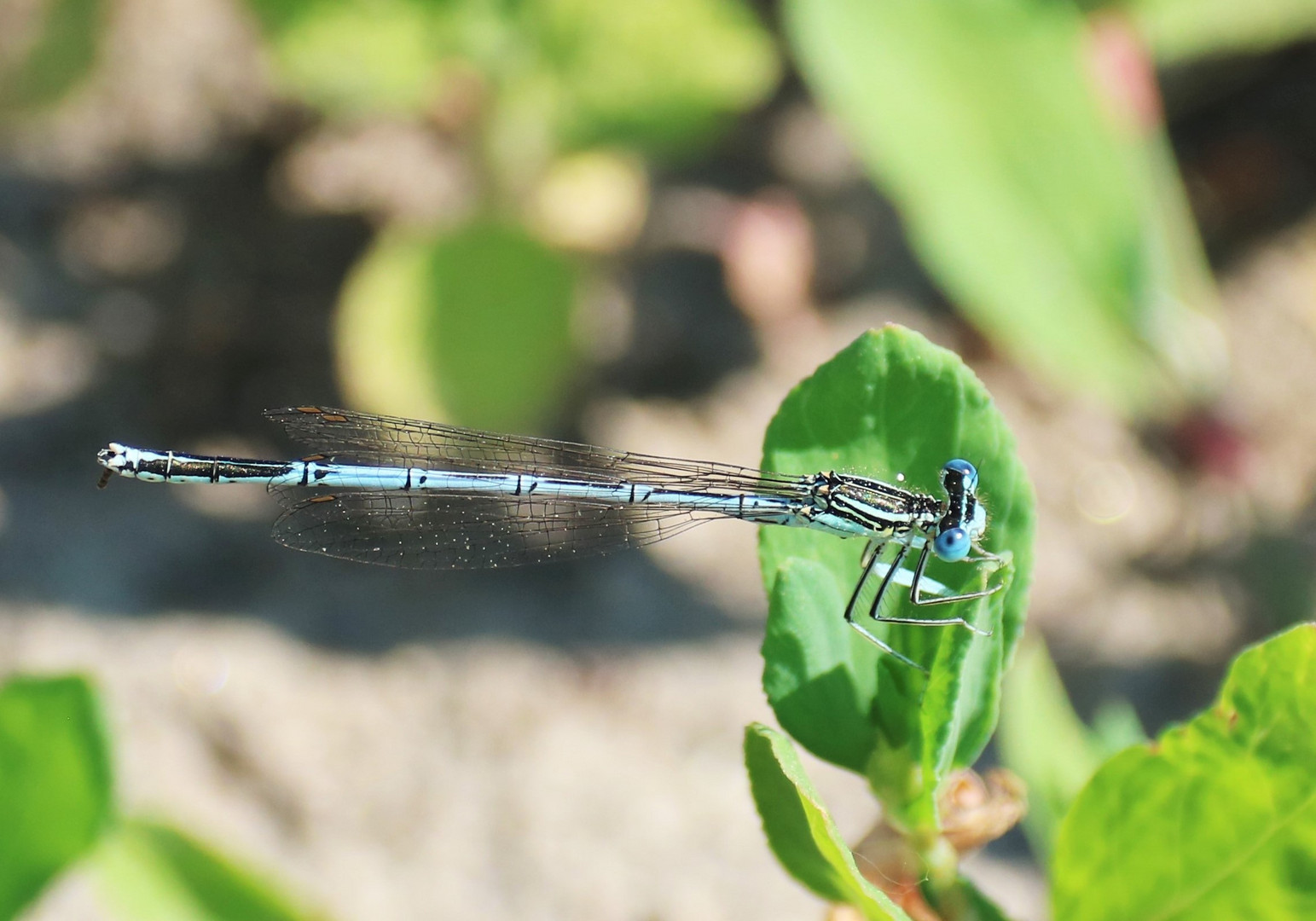 (630) libelle