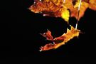 Flammen des Herbstes. von Omar Wolocha