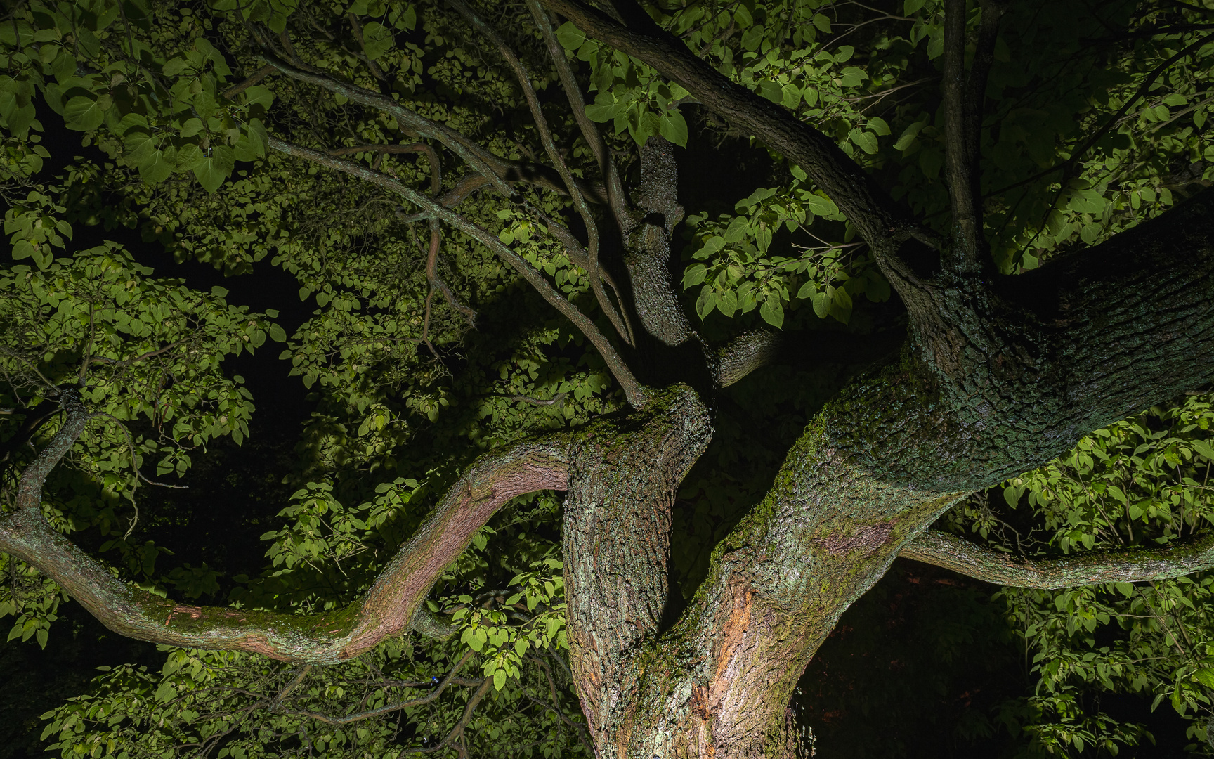 633 King of trees Foto & Bild september, park, world Bilder auf