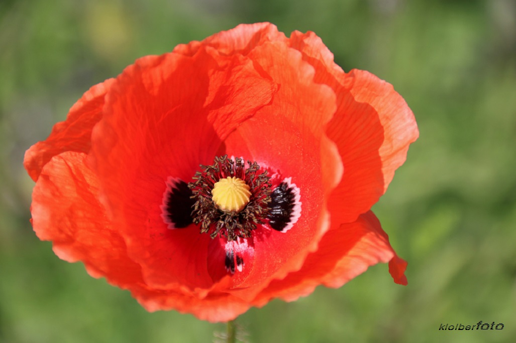 (633) roteer mohn 