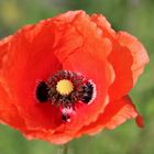 (633) roteer mohn 