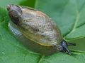 Gastropoda