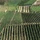 Weinbau an der Mosel