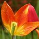 Die halbe Tulpe