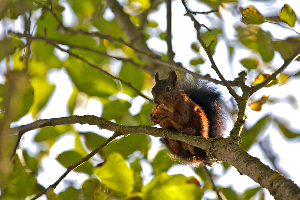 &#63743;&#730;Herbsteichhörnchen&#63743;&#730;