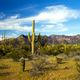 Saguaro Cactus am Ajo Mountain Drive