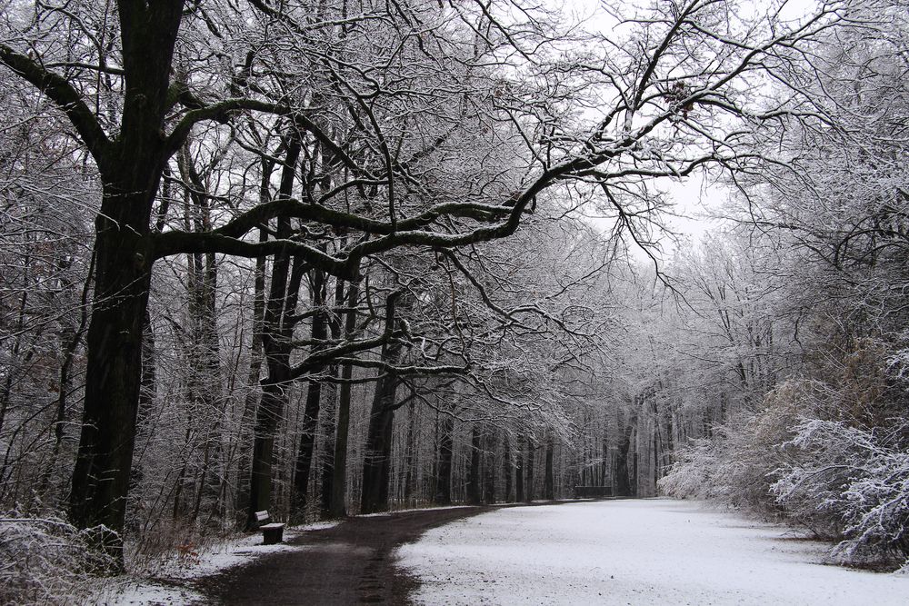 "Erster Schnee" von hudojnik