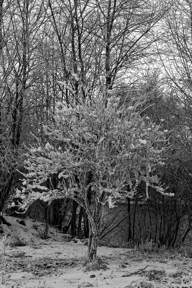 gefrierender Baum von Mario Waltl 