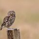 Steinkauz (Athene noctua)