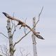 Seeadler an der Peene