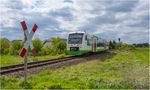 Gitterbox im Grünen von tennschter