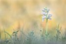 in der Natur fotografierte Orchideen