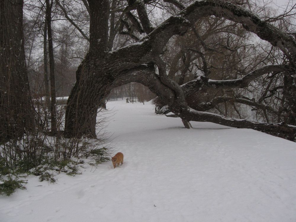 Winter auf der Mainau von Gernot Ehrmann