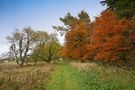 Herbstfärbung... von - Edith Vogel