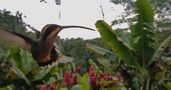 Zimtroter Schattenkolibri von Günter Heinz