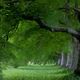 Beech avenue kingston lacy, Dorset, Sdengland