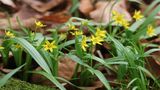 Wald-Goldstern von Ilse Bartels