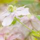 Vintage Clematis