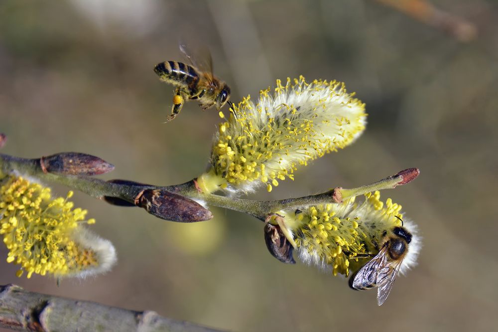 Die letzten Bienen????? by Jürgen Büchau