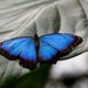 Morpho peleides