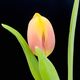 Tulpe I