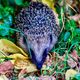 Igel im Herbstlaub