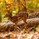 Bambi allein im Wald