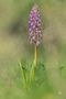 orchis à longue bractées de jean-jack