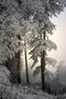 Winterwald - Impression by Gallus Pictures present