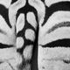 Zebra-Detail