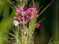 In meinem Provence-Garten 1 di Matthias Getto