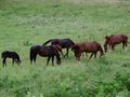 3_Camargue von Harald Schaad