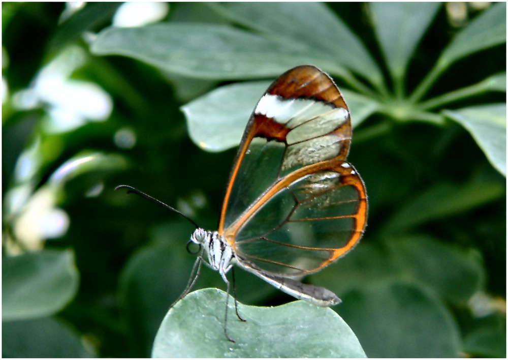 660 Schmetterling