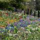 Frhling auf der Mainau DSC_5357