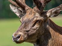 Naturfotografie-Klaus-Herbert Schröter