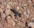 Eidechse im Red Rock Canyon de Minou Nowrousian