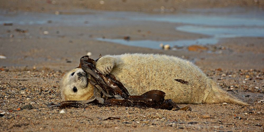 Vergnüglich von Fotostammtisch Helgoland