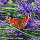 Tagpfauenauge auf Lavendel-Blten