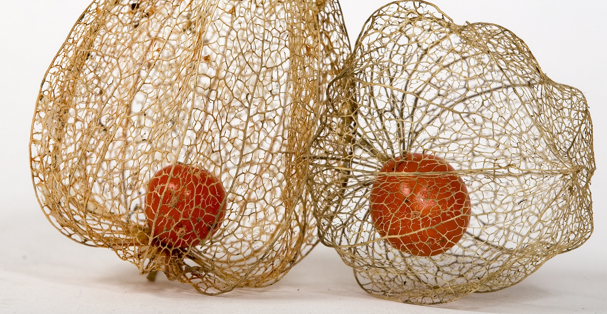 6681-2B Physalis Makro Stacking