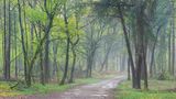 Lluvia de primavera de Jose V. Nieto