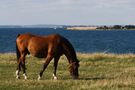 Auf der dänischen Insel Ærø  by Wolfgang Blankschein