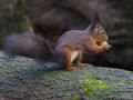 Squirrel in the forest by Fons van Swaal