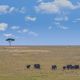 Serengeti - Weites Land
