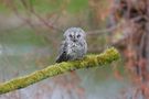 Scops owl by Henk Langerak