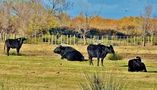 "Toros" Espagnols" de gageou Jean- claude gage