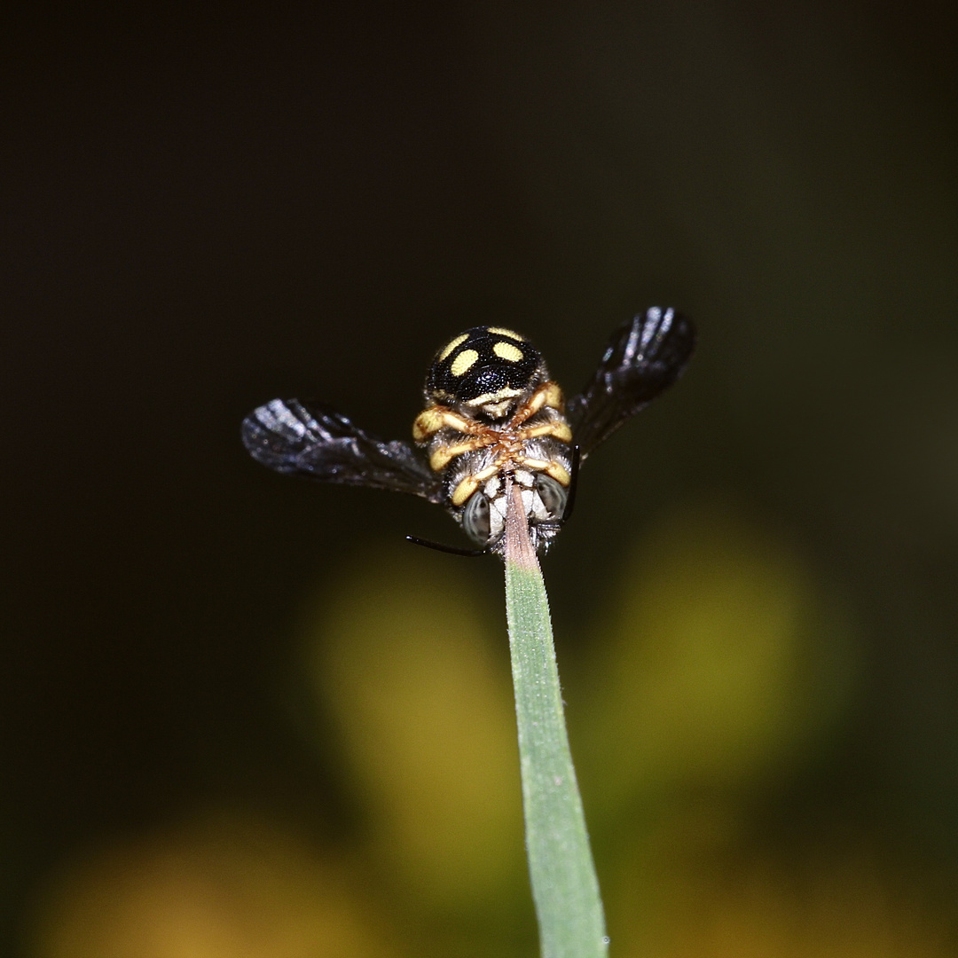 (6/7) Das Männchen einer Kleinen Harzbiene öffnet beim Wachwerden die Flügel ...