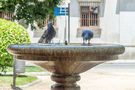 Fountain with doves by Laszlo Hopp 