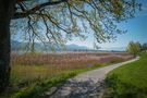 Frühling am Pfäffikersee von Frank Herberg