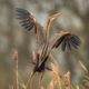 purple heron in all its grace / Purpur-Reiher / ardea purpurea